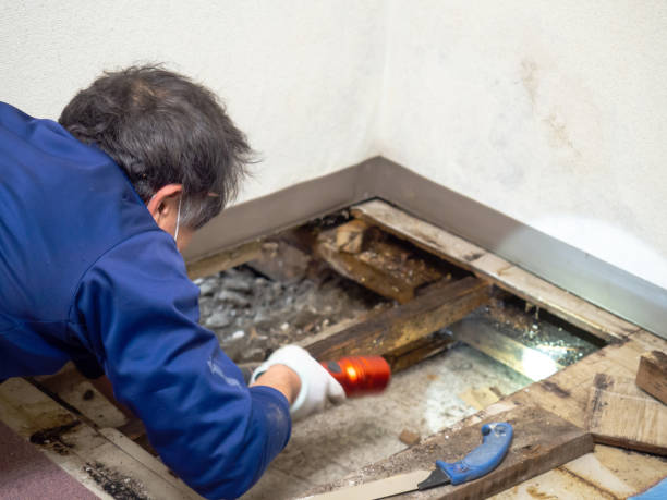 Best Attic Mold Removal  in Heber, UT