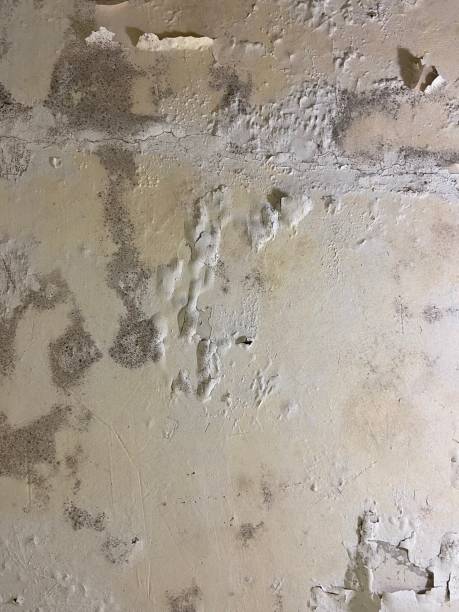 Best Office Mold Removal Services  in Heber, UT