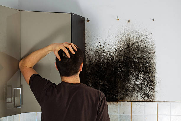 Best Mold Remediation  in Heber, UT