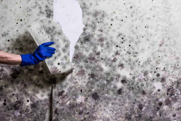 Best Black Mold Removal  in Heber, UT