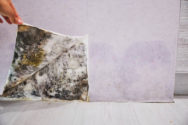 Best Mold Cleaning Services  in Heber, UT